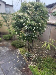 7月になりました。